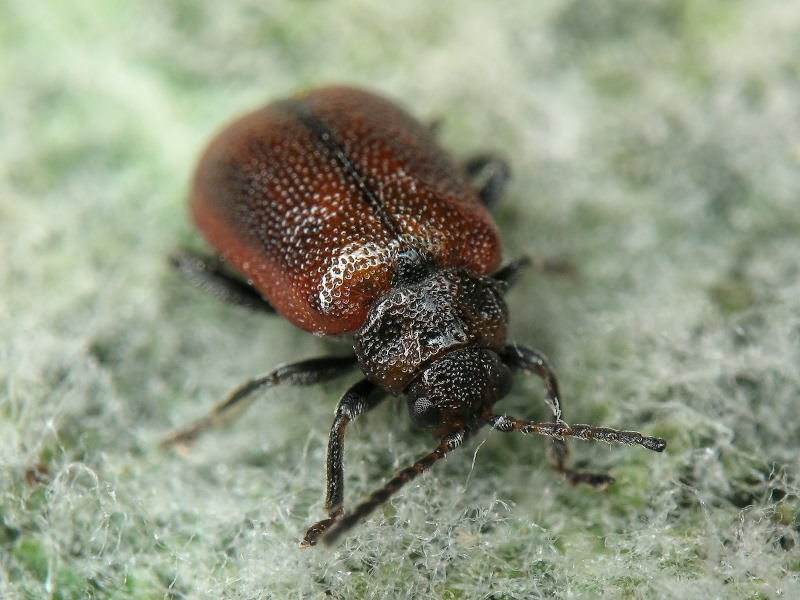 Lochmaea crataegi (Forster, 1771)